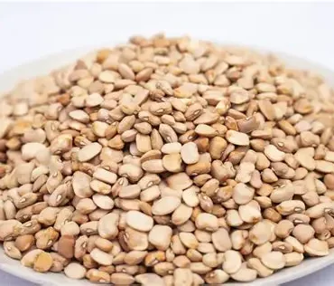 Brown Beans (Haricot Drum)