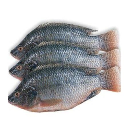 Tilapia (Frozen)