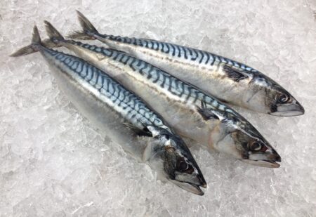 Mackerel (Frozen)