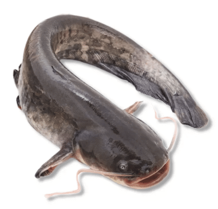 Frozen Catfish