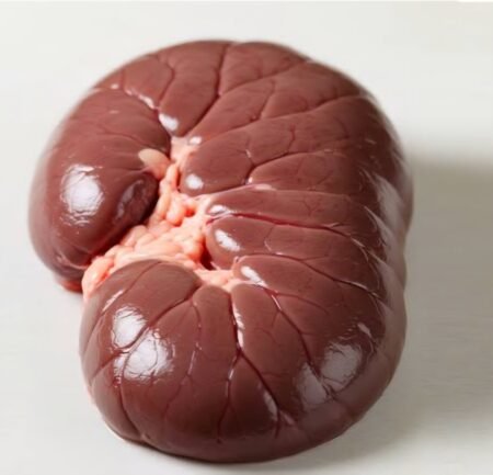 Kidney