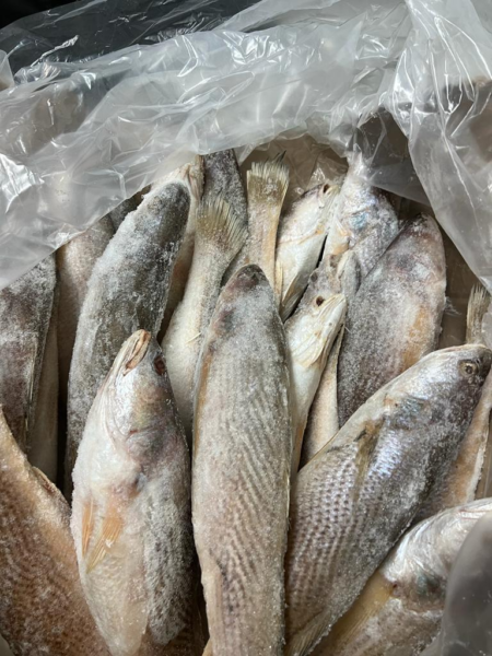 Special Pamplemousse